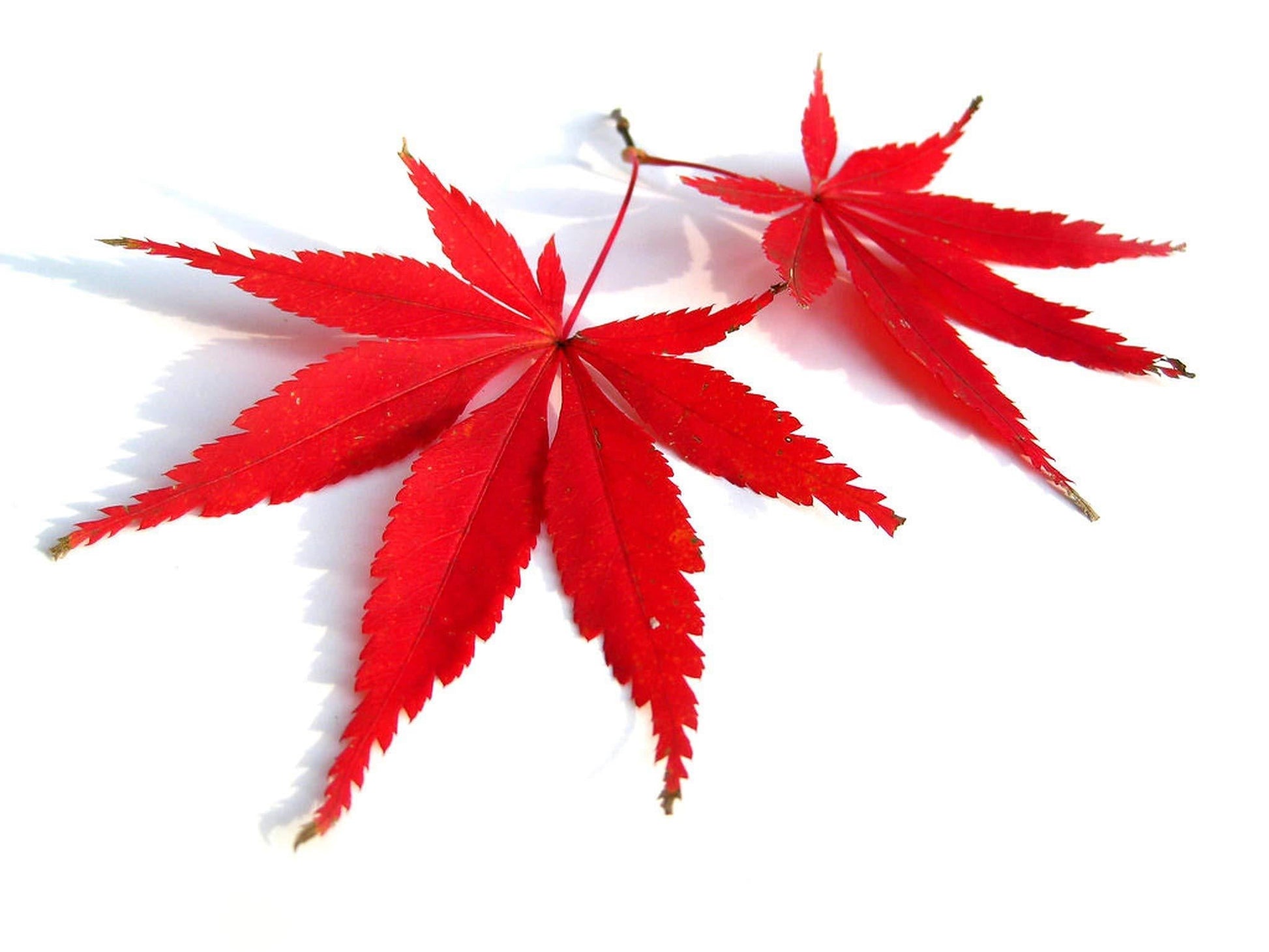 Acer Palmatum 'atropurpureum' - View 25 from www redcrocus com