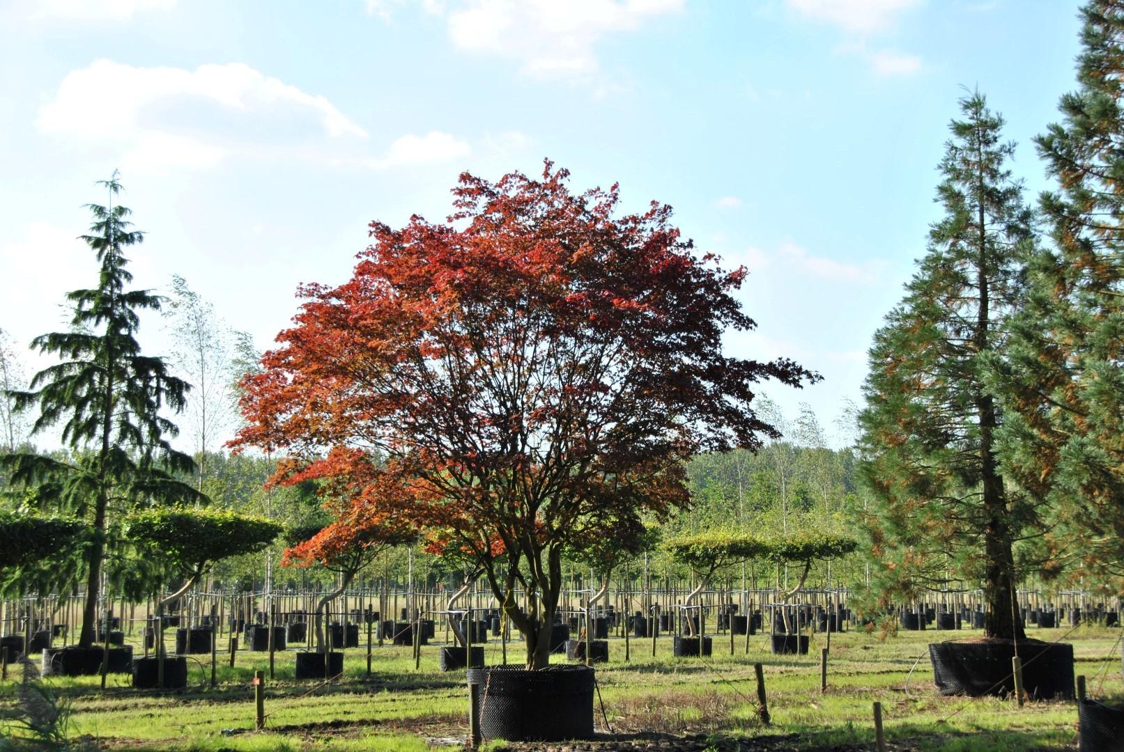 Acer Palmatum 'atropurpureum' - View 26 from www redcrocus com