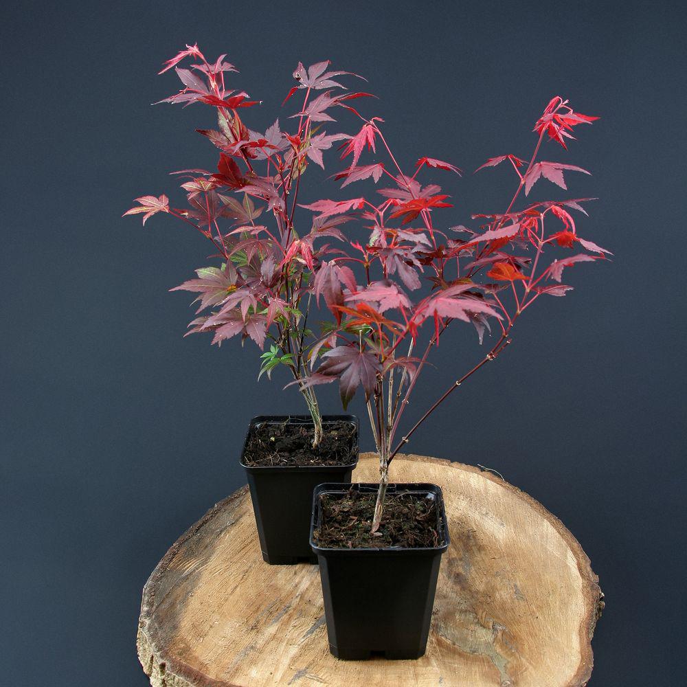 Acer Palmatum 'atropurpureum' - View 27 from www redcrocus com