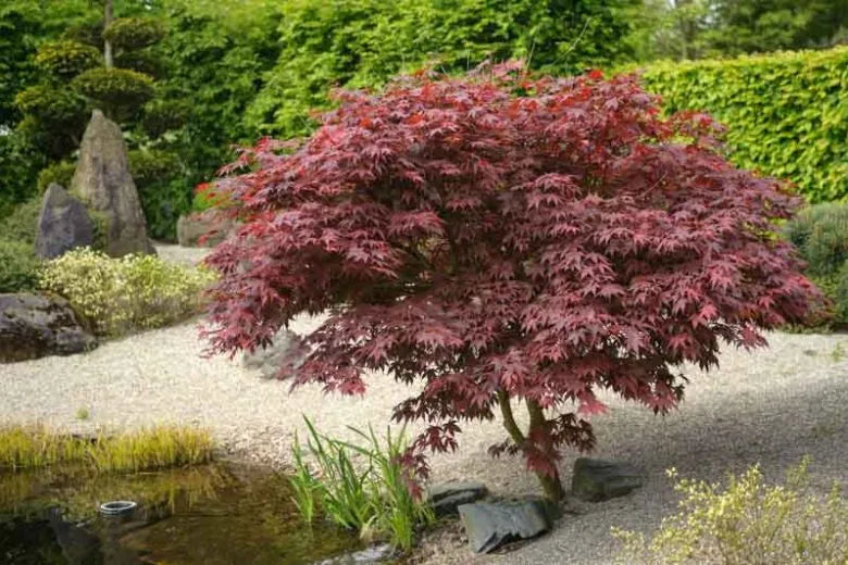Acer Palmatum 'atropurpureum' - View 30 from www redcrocus com