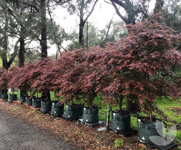 Acer Palmatum 'atropurpureum' - View 31 from www redcrocus com