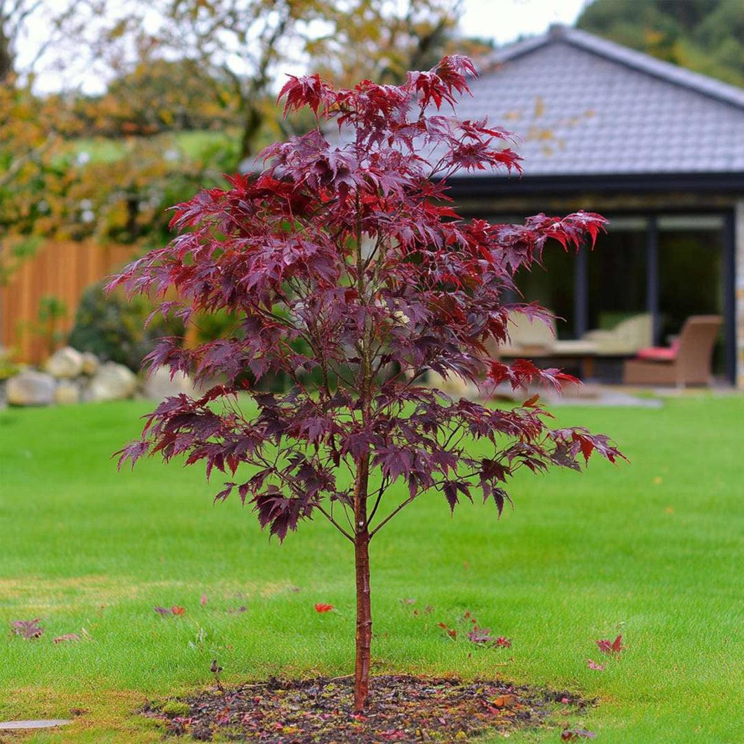 Acer Palmatum 'atropurpureum' - View 33 from www redcrocus com
