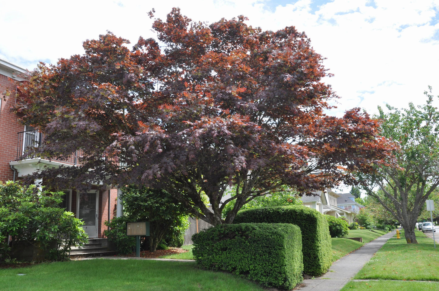 Acer Palmatum 'atropurpureum' - View 34 from www redcrocus com