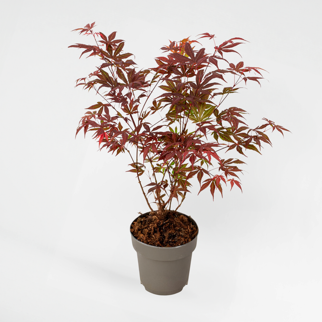 Acer Palmatum 'atropurpureum' - View 35 from www redcrocus com