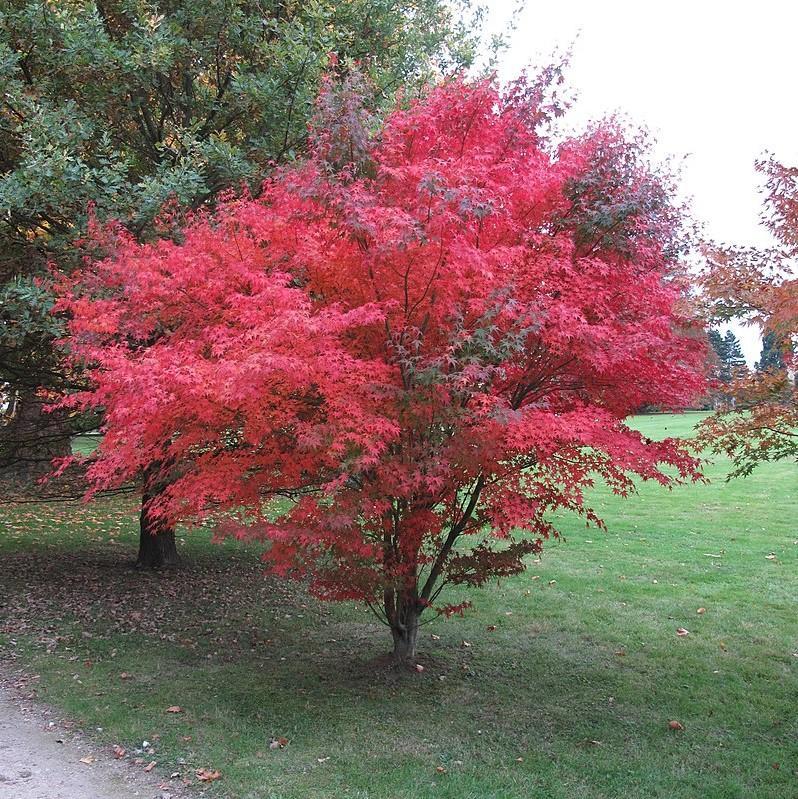 Acer Palmatum 'atropurpureum' - View 38 from www redcrocus com