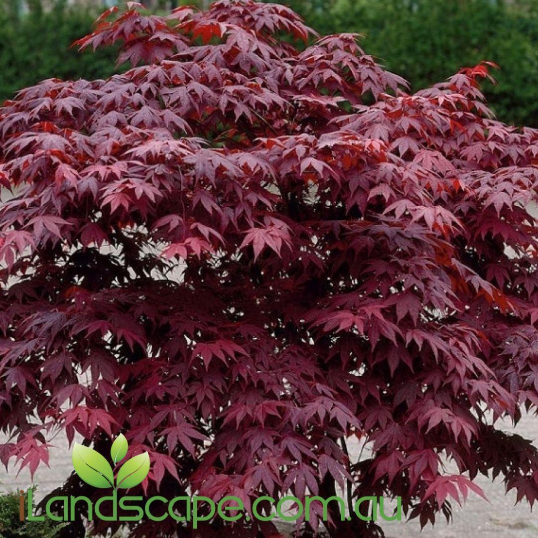 Acer Palmatum 'atropurpureum' - View 40 from www redcrocus com