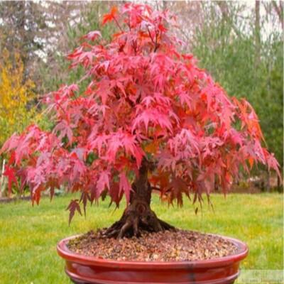 Acer Palmatum 'atropurpureum' - View 6 from www redcrocus com