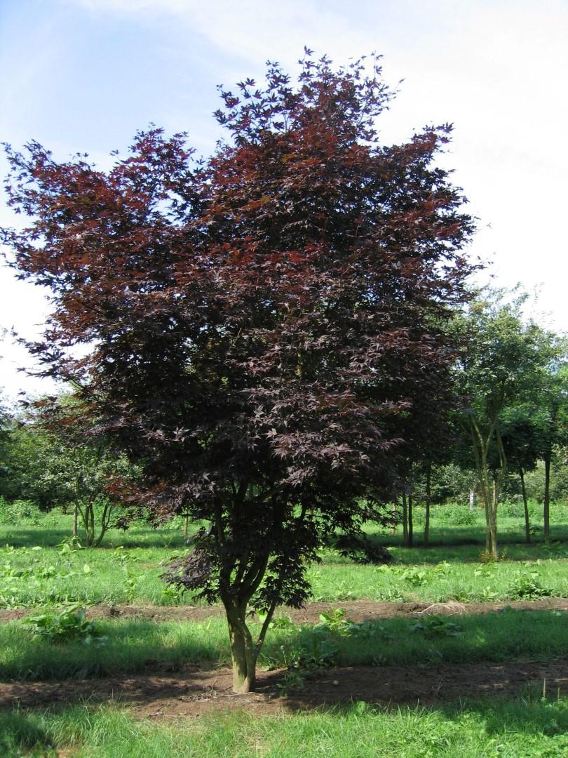 Acer Palmatum 'atropurpureum' - View 7 from www redcrocus com