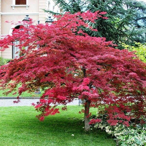 Acer Palmatum 'atropurpureum' - View 8 from www redcrocus com
