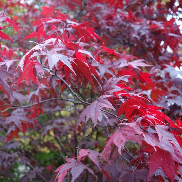 Acer Palmatum 'atropurpureum' - View 21 from www redcrocus com