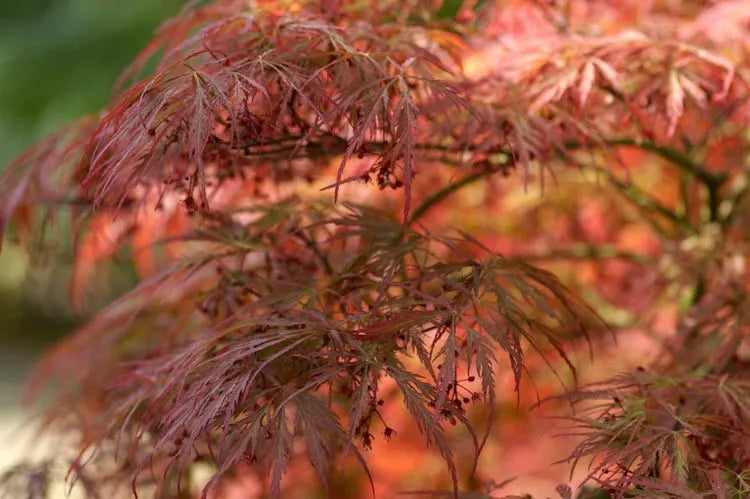 Acer Palmatum 'atropurpureum' - View 22 from www redcrocus com