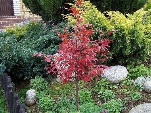 Acer Palmatum 'atropurpureum' - View 36 from www redcrocus com