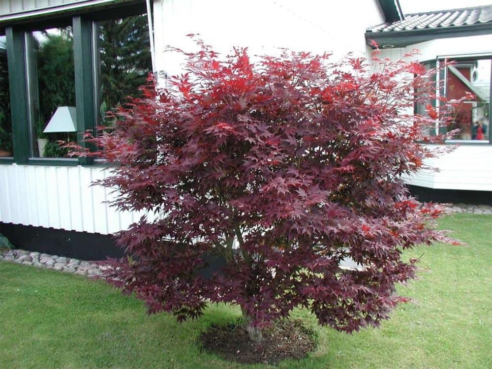 Acer Palmatum 'atropurpureum' - View 37 from www redcrocus com