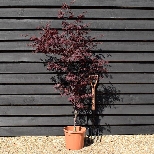 Acer Palmatum 'beni Otake' - View 10 from www redcrocus com