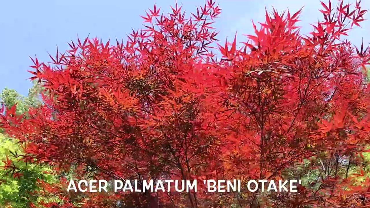 Acer Palmatum 'beni Otake' - View 12 from www redcrocus com