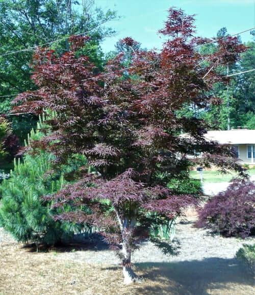 Acer Palmatum 'beni Otake' - View 14 from www redcrocus com