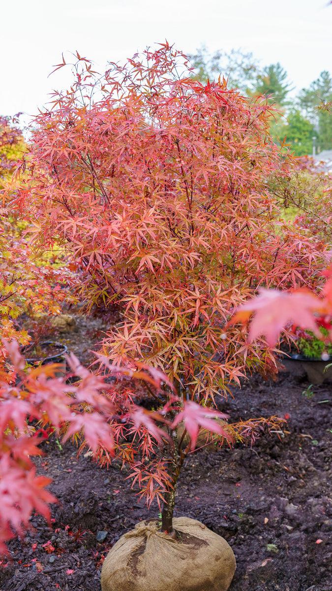 Acer Palmatum 'beni Otake' - View 15 from www redcrocus com