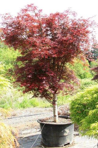 Acer Palmatum 'beni Otake' - View 16 from www redcrocus com