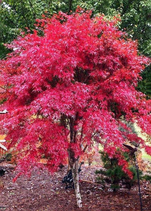 Acer Palmatum 'beni Otake' - View 17 from www redcrocus com