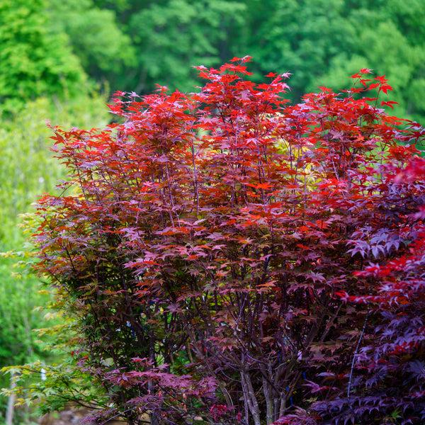 Acer Palmatum 'beni Otake' - View 19 from www redcrocus com