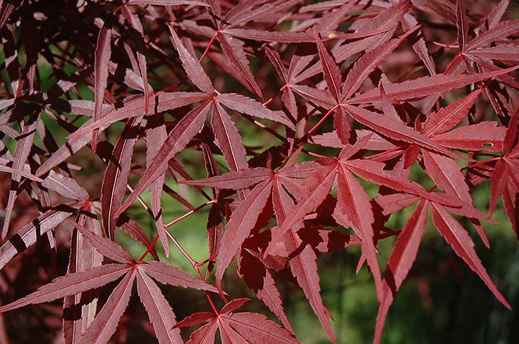 Acer Palmatum 'beni Otake' - View 21 from www redcrocus com