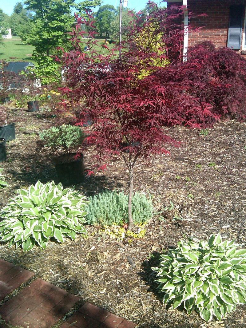 Acer Palmatum 'beni Otake' - View 23 from www redcrocus com