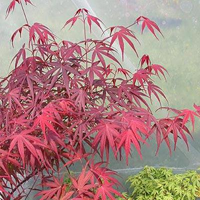 Acer Palmatum 'beni Otake' - View 24 from www redcrocus com