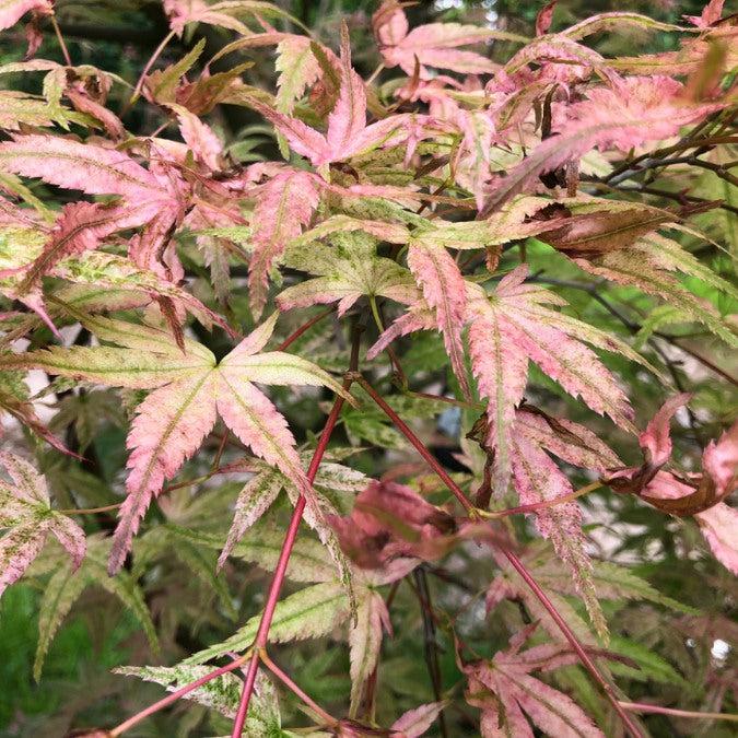 Acer Palmatum 'beni Otake' - View 25 from www redcrocus com