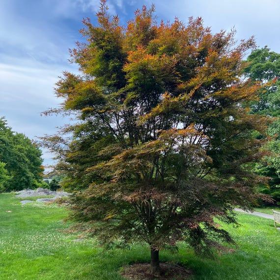 Acer Palmatum 'beni Otake' - View 27 from www redcrocus com