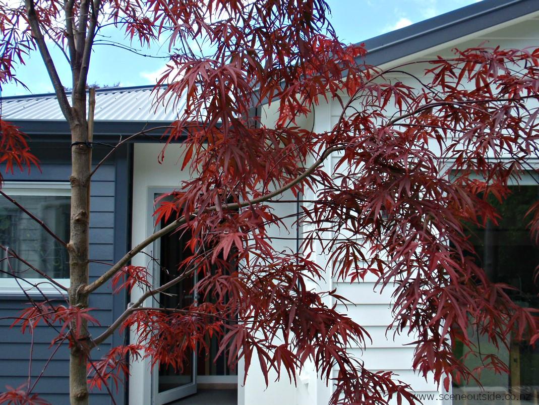 Acer Palmatum 'beni Otake' - View 29 from www redcrocus com
