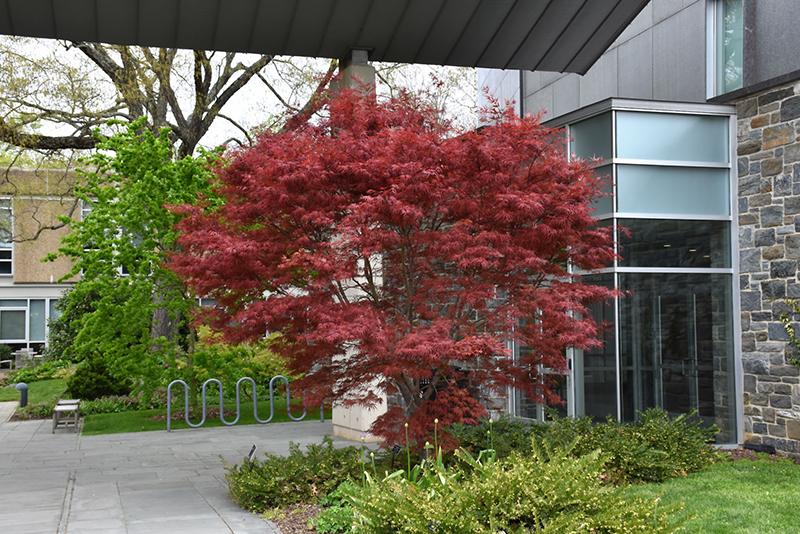 Acer Palmatum 'beni Otake' - View 2 from www redcrocus com