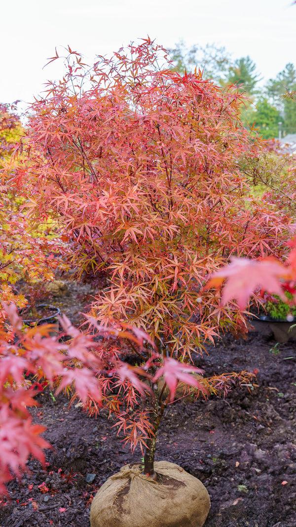 Acer Palmatum 'beni Otake' - View 31 from www redcrocus com