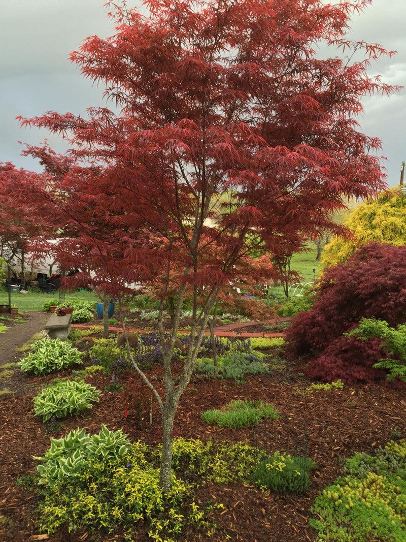 Acer Palmatum 'beni Otake' - View 4 from www redcrocus com