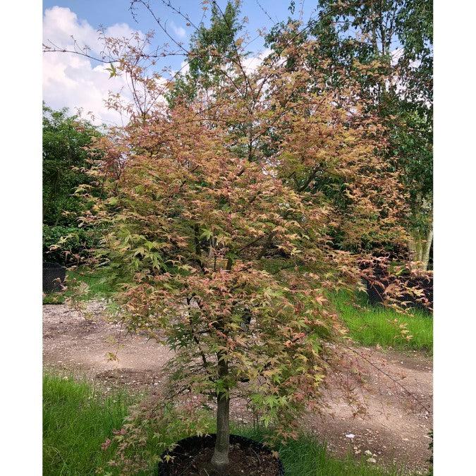 Acer Palmatum 'beni Otake' - View 7 from www redcrocus com