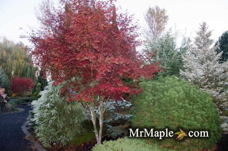 Acer Palmatum 'beni Otake' - View 8 from www redcrocus com