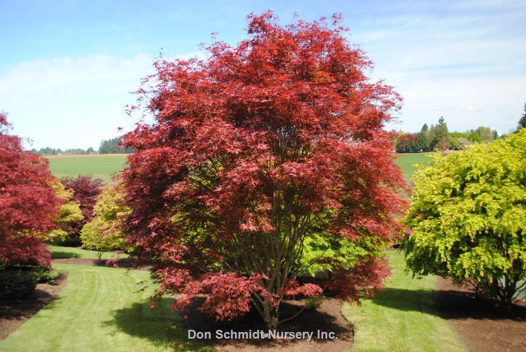 Acer Palmatum 'beni Otake' - View 9 from www redcrocus com