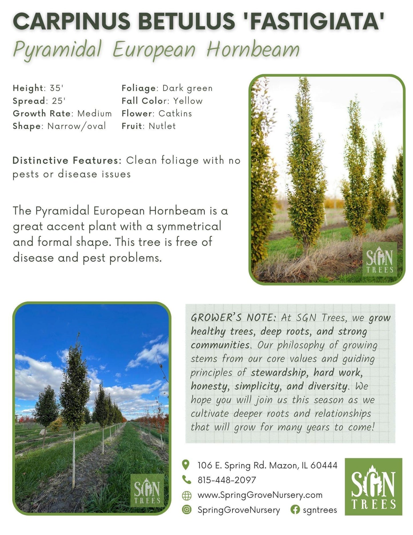 Carpinus Betulus 'fastigiata' Single Stem - View 10 from www redcrocus com