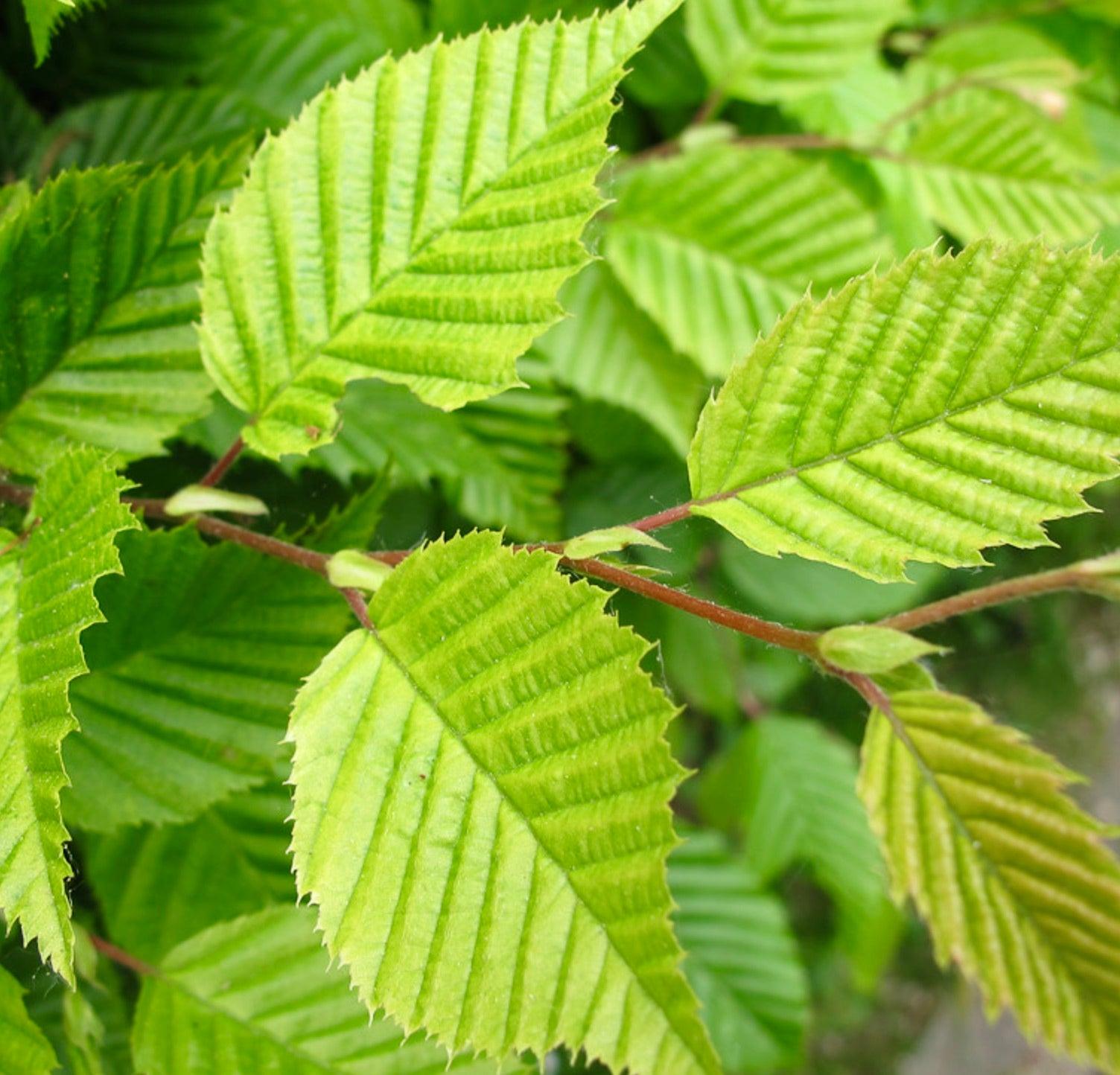 Carpinus Betulus 'fastigiata' Single Stem - View 15 from www redcrocus com