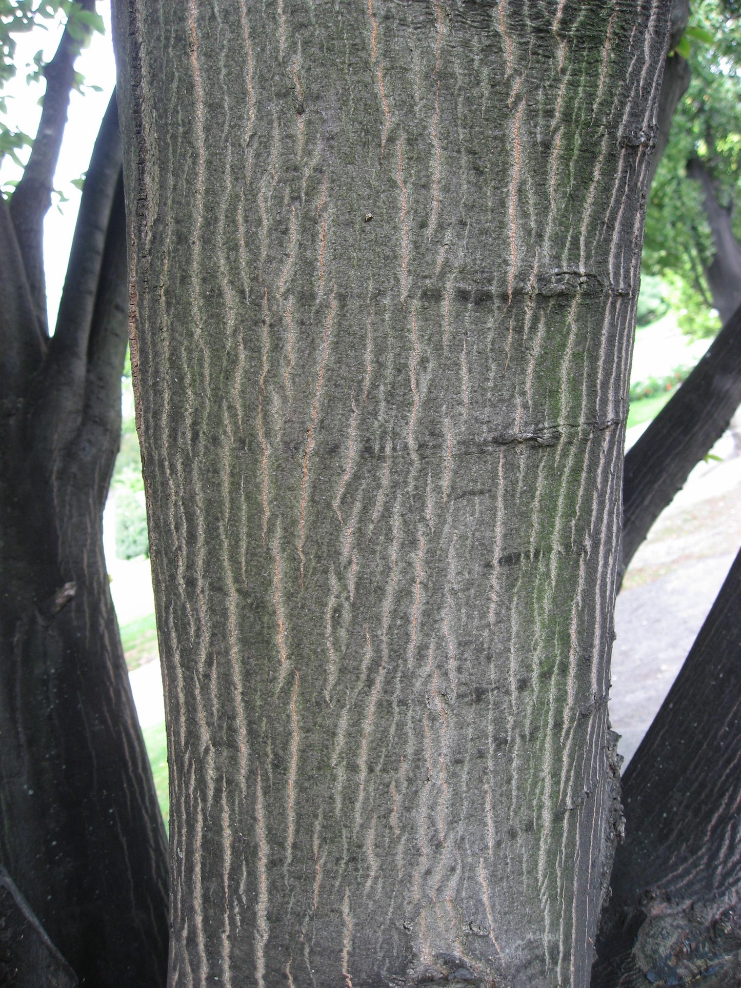 Carpinus Betulus 'fastigiata' Single Stem - View 18 from www redcrocus com