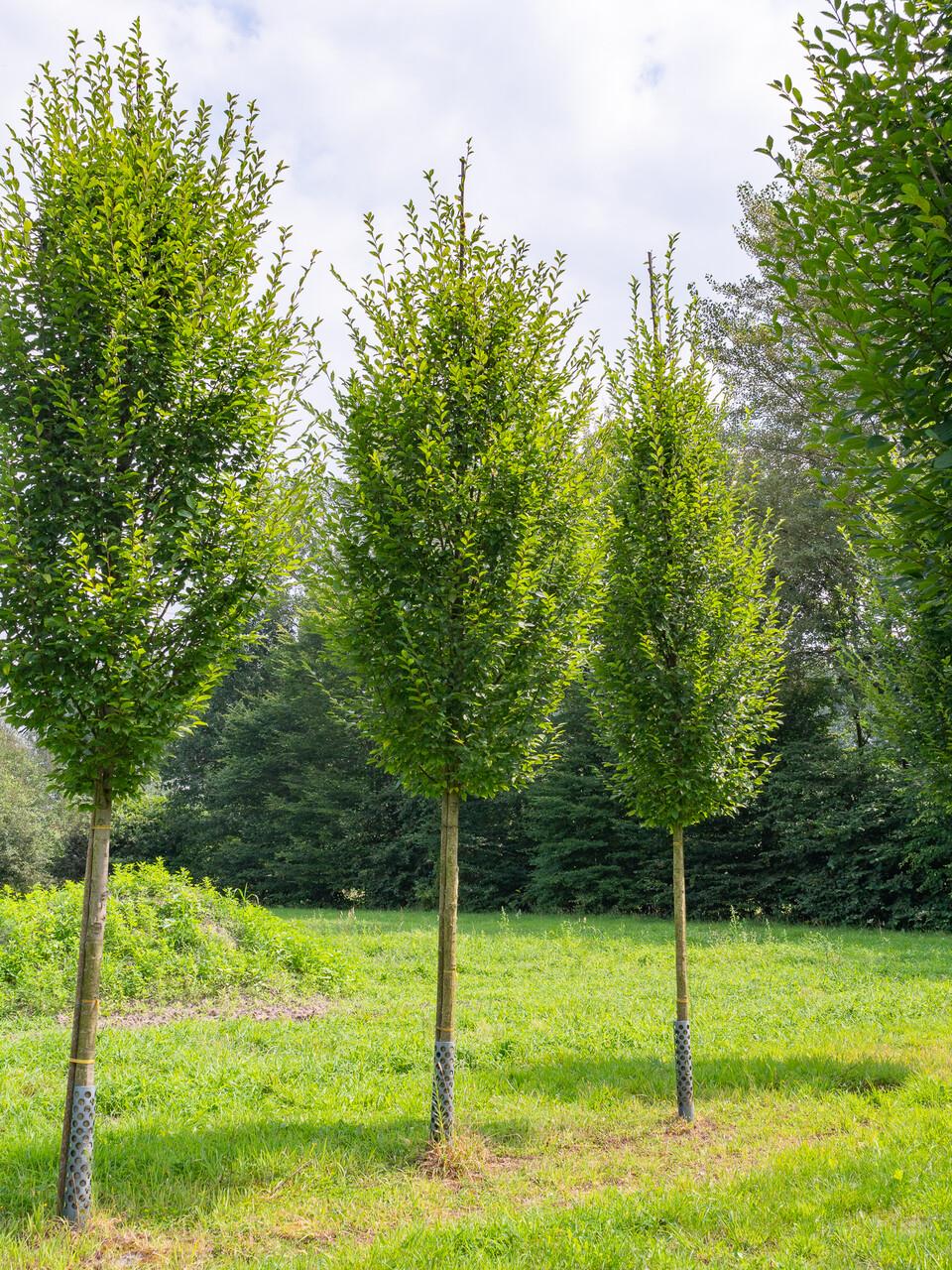 Carpinus Betulus 'fastigiata' Single Stem - View 1 from www redcrocus com