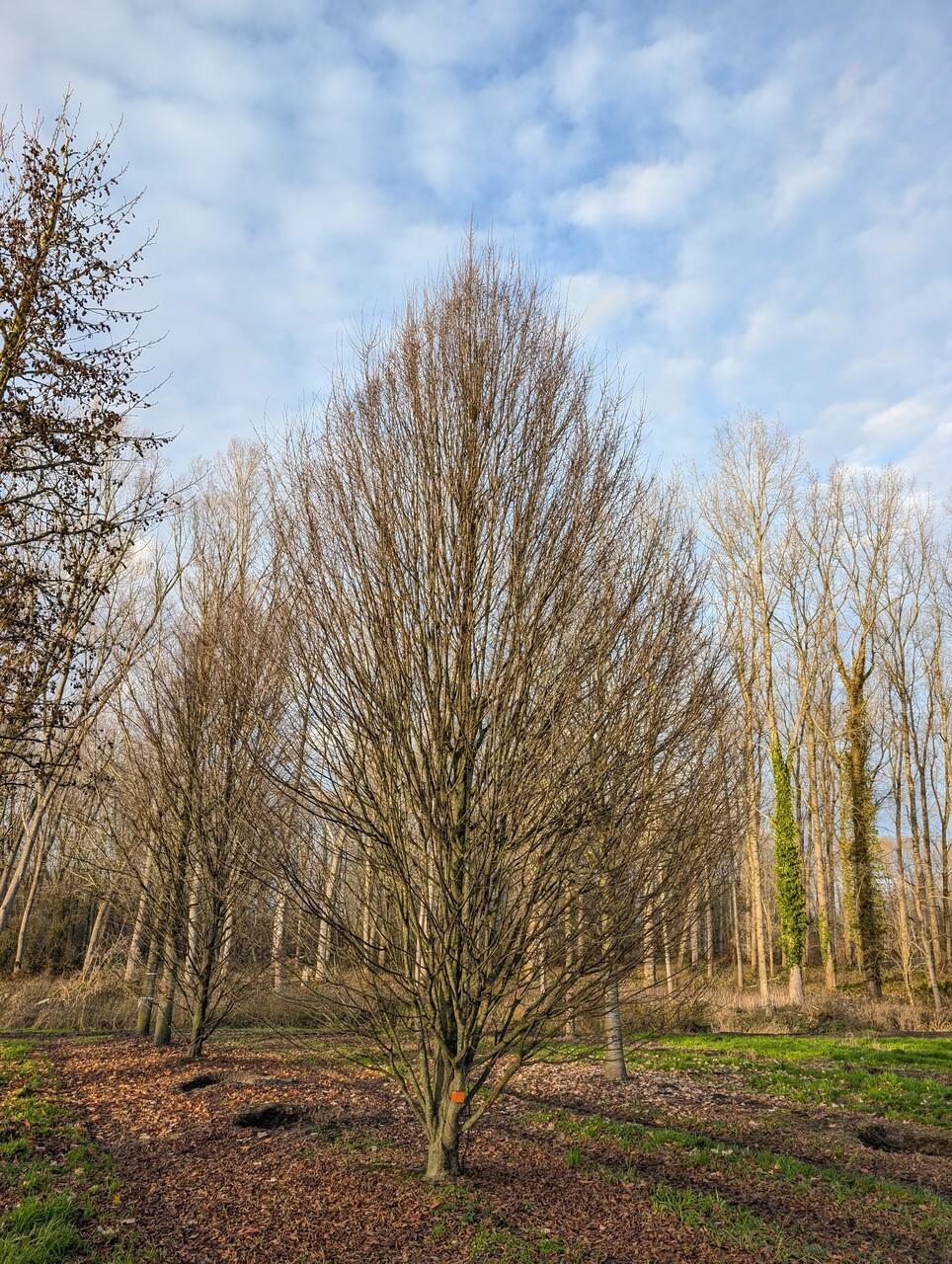 Carpinus Betulus 'fastigiata' Single Stem - View 5 from www redcrocus com