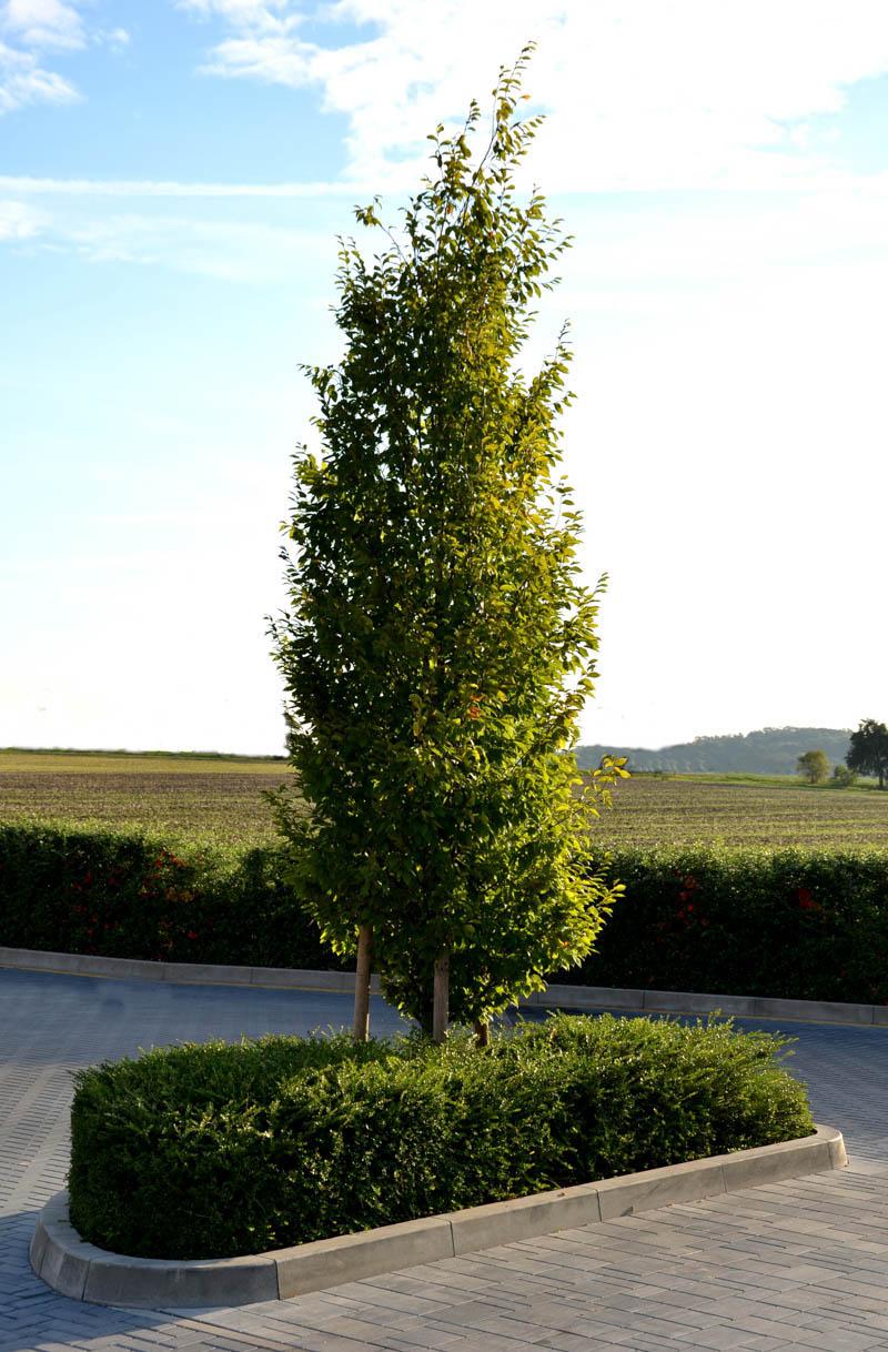 Carpinus Betulus 'fastigiata' Single Stem - View 6 from www redcrocus com