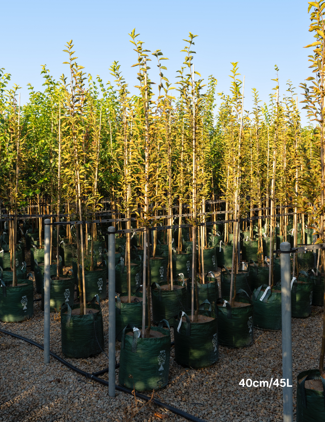 Carpinus Betulus 'fastigiata' Single Stem - View 11 from www redcrocus com