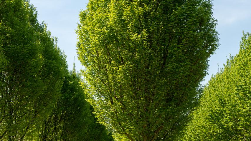 Carpinus Betulus 'fastigiata' Single Stem - View 17 from www redcrocus com
