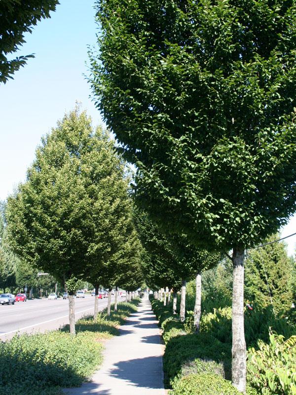Carpinus Betulus 'fastigiata' Single Stem - View 22 from www redcrocus com
