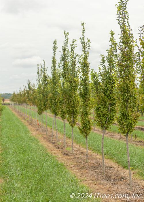 Carpinus Betulus 'fastigiata' Single Stem - View 24 from www redcrocus com