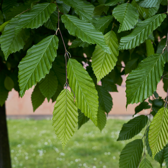 Carpinus Betulus 'fastigiata' Single Stem - View 25 from www redcrocus com