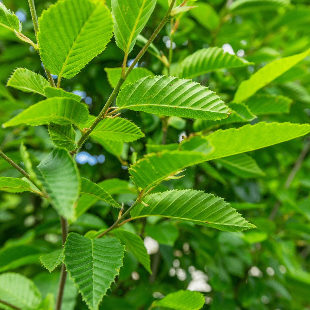 Carpinus Betulus 'fastigiata' Single Stem - View 27 from www redcrocus com