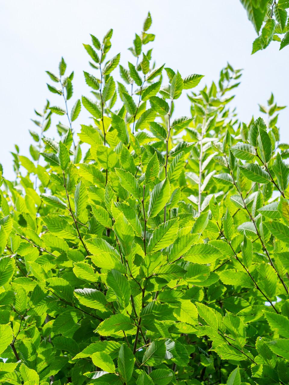 Carpinus Betulus 'fastigiata' Single Stem - View 4 from www redcrocus com
