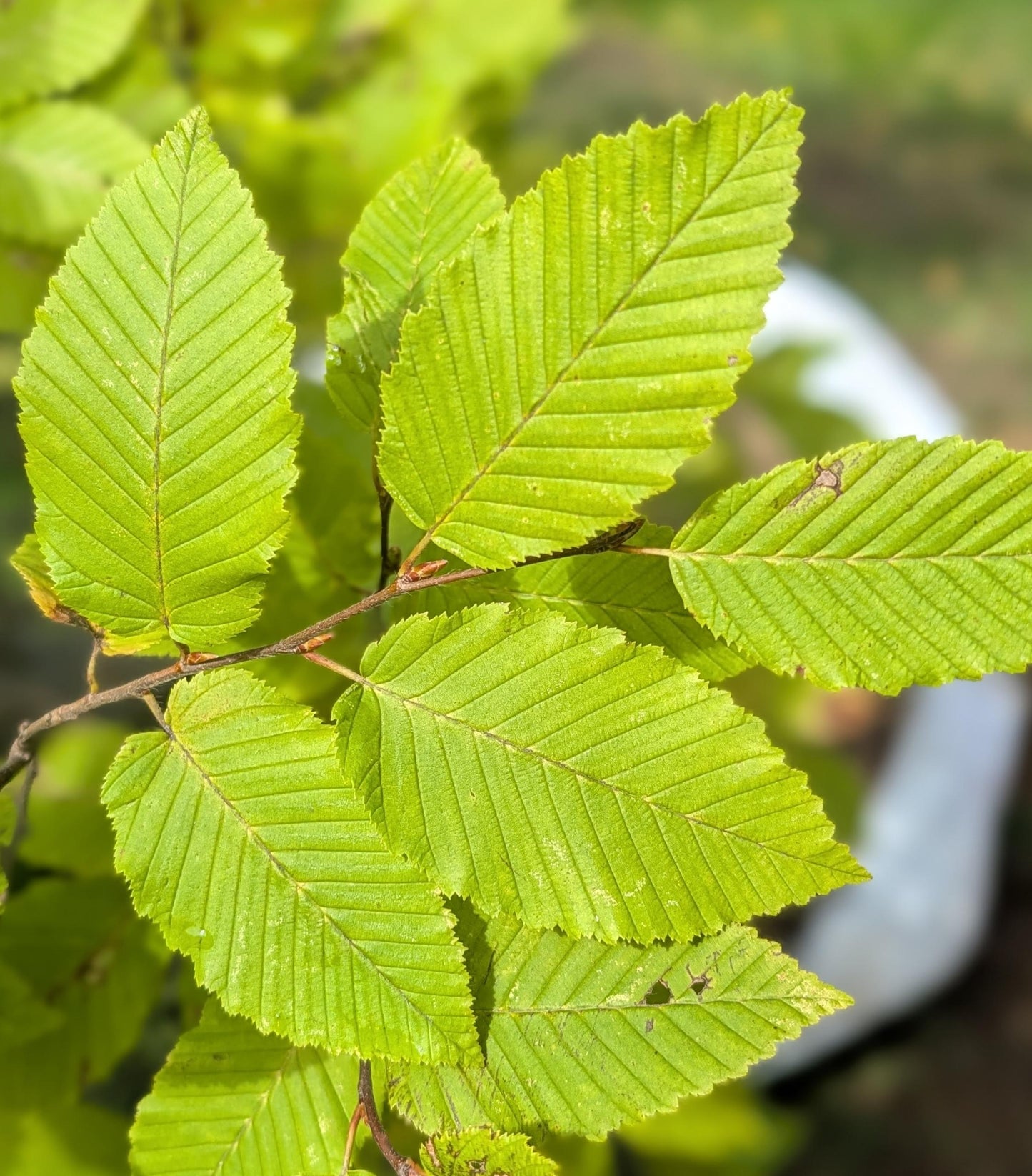 Carpinus Betulus 'frans Fontaine' Single Stem - View 10 from www redcrocus com